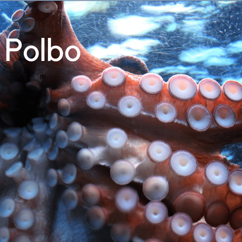 pulpo valores nutricionales