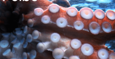 pulpo valores nutricionales