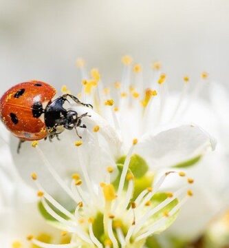 primavera