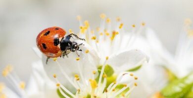 primavera