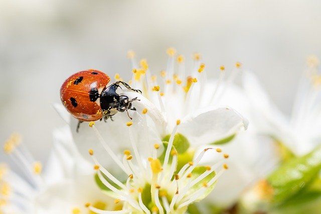 primavera