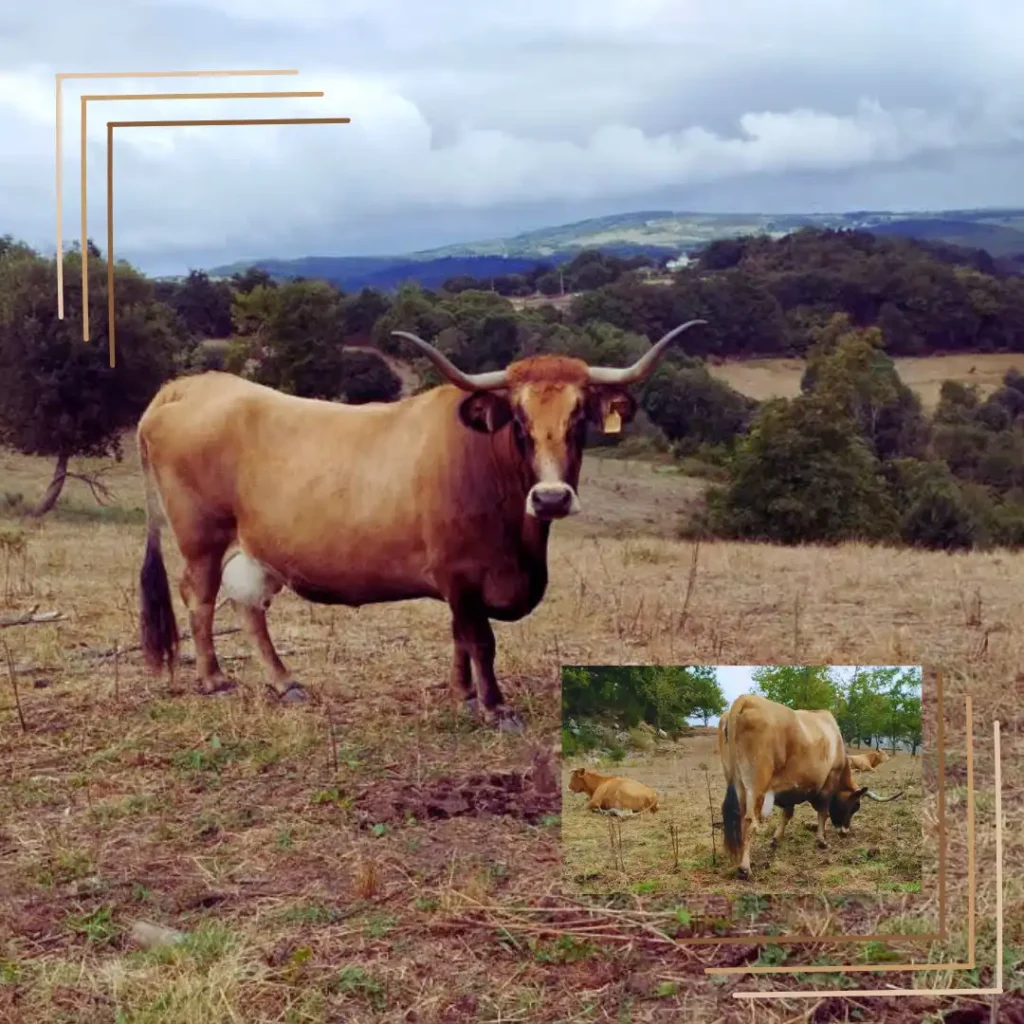 vacas de pequeños ganadero