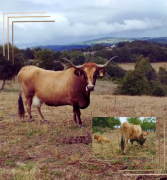 vacas de pequeños ganadero
