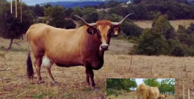 vacas de pequeños ganadero