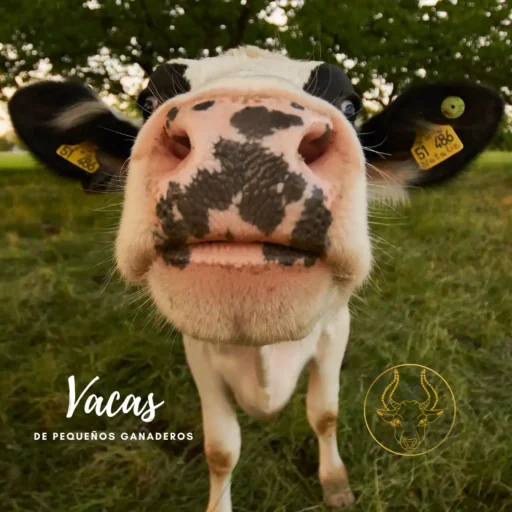 carne de vaca de pasto